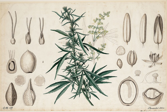 pioneers-o–the-green-rush-image